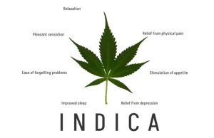 Cannabis-Indica