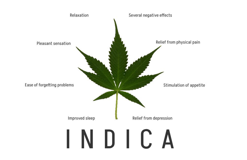 Indica Cannabis