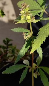 Male_sativa_flowers